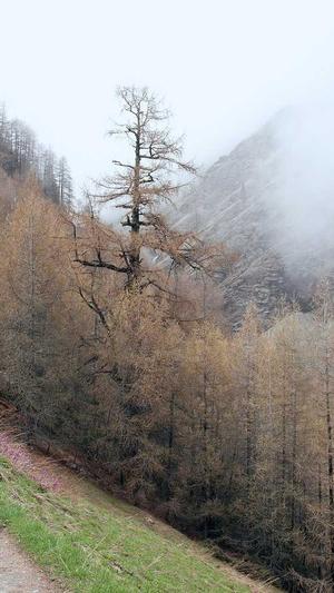 张天爱黑料截图3