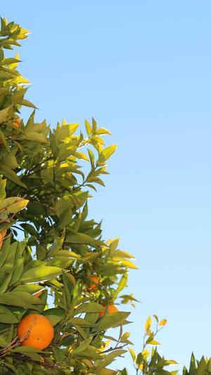 吃哈密瓜有什么好处截图2