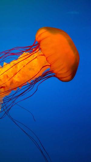 麻梨疙瘩黑料截图2