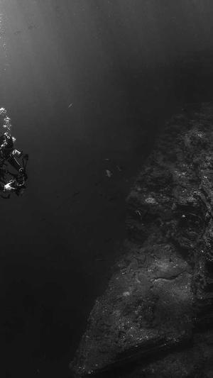 狗狗可以吃哈密瓜截图2